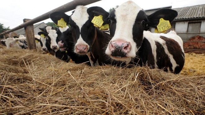 Csaknem 100 milliárd forintnyi beruházást tervez a Bonafarm