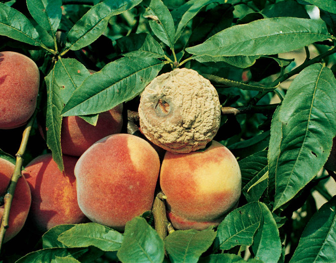 monilia-3_20130228173204_89.jpg monilia-3_20130228173204_89.jpg