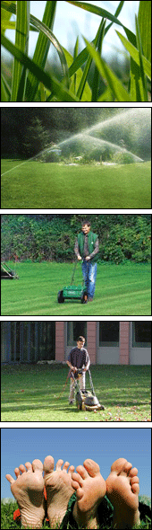 Global Garden Kft. - gyepszőnyeg lerakás, gyepszőnyeg szentendre, gyepszőnyeg tervezés, Budapest, Győr és környéke