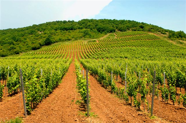 szegfu_dulo_720_20100716123831_423.jpg