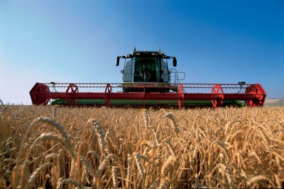 Gabonatermeszt&eacute;s