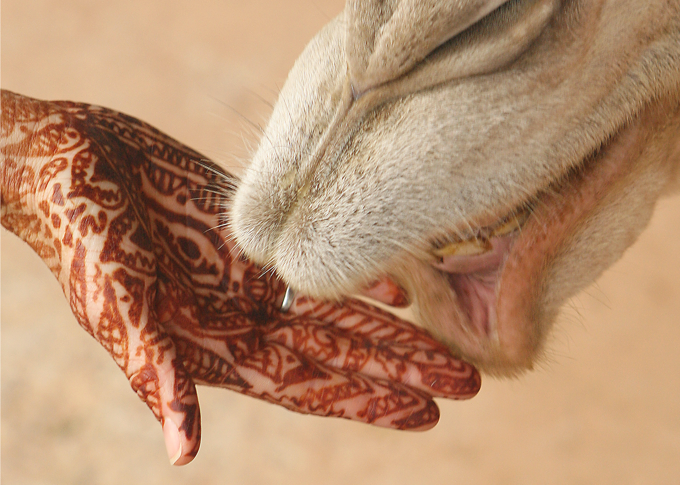 henna-csillamvilag_20121107114242_45.jpg