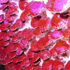 ganoderma2_538_20101213102151_676.jpg