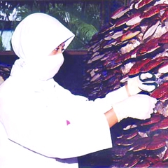 ganoderma_937_20101213102151_297.jpg