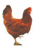 farm_s_134_20110201140324_300.gif