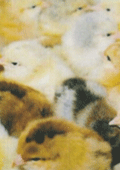 farmcolor_s_953_20110201140324_228.gif