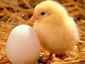 fooldal_35_20110201135002_11.gif