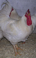 ross_308_797_20110201135352_111.jpg