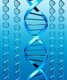 Aura '95 Bt. - Candida - Reflux szakértő Bioenergetikus Természetgyógyász Budapest Gyöngyös