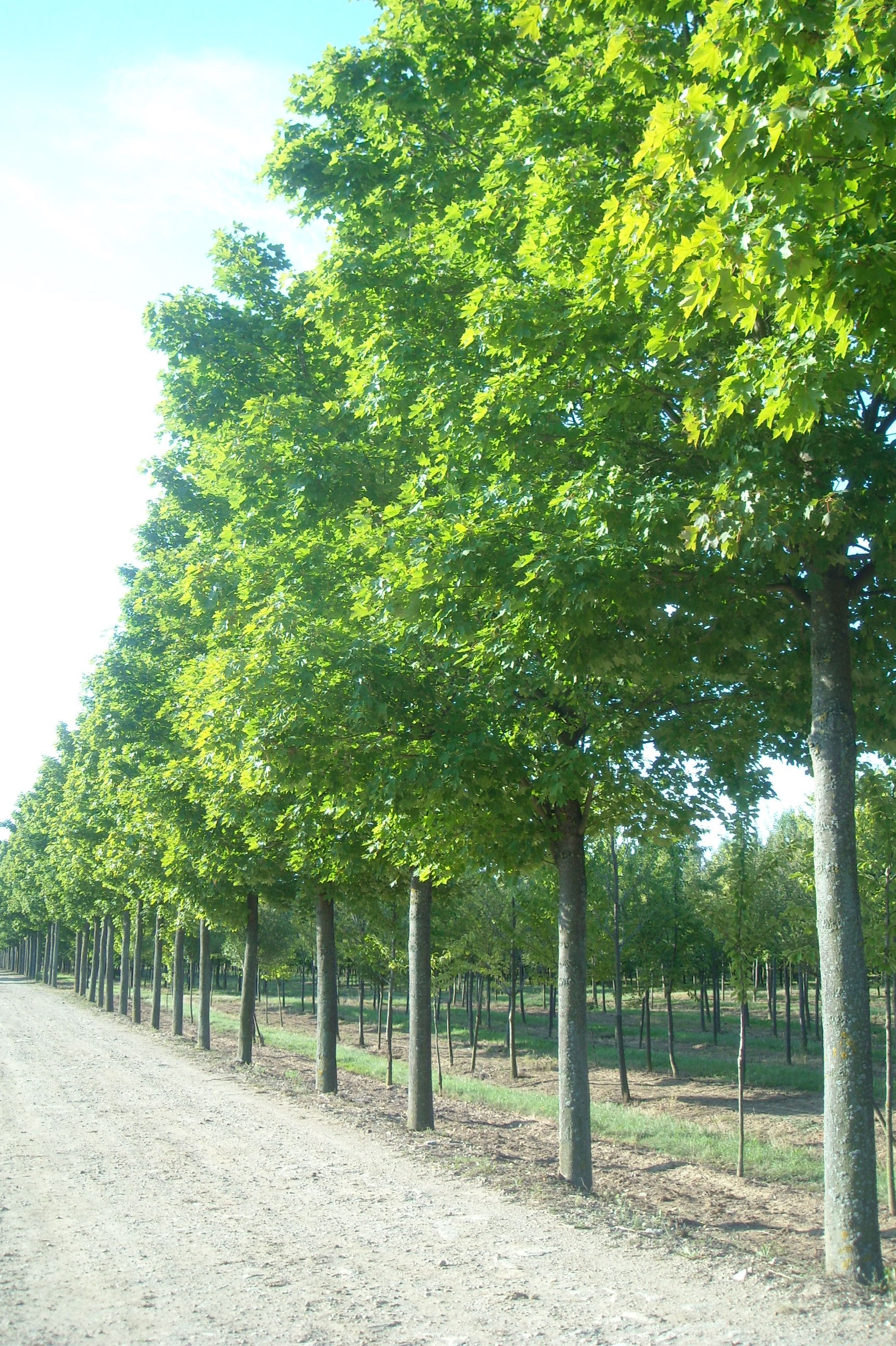 acer-platanoides-emerald-queen-fasor-vérszilva fa akció, nagy koros faiskola, faiskola árusítás, díszfaiskola, koros fa park fa termesztés, sorfa kereskedelem 