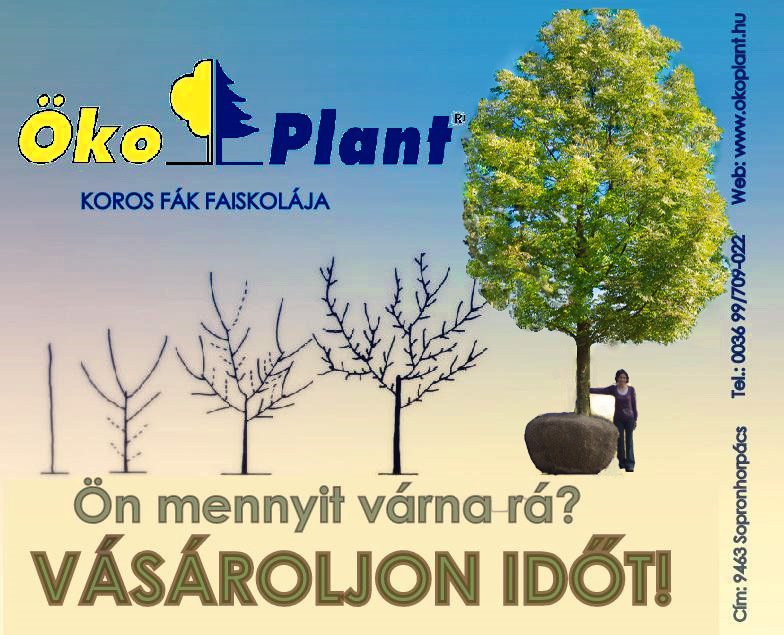 nagy koros faiskola, faiskola árusítás, díszfaiskola, koros fa park fa termesztés, sorfa kereskedelem 