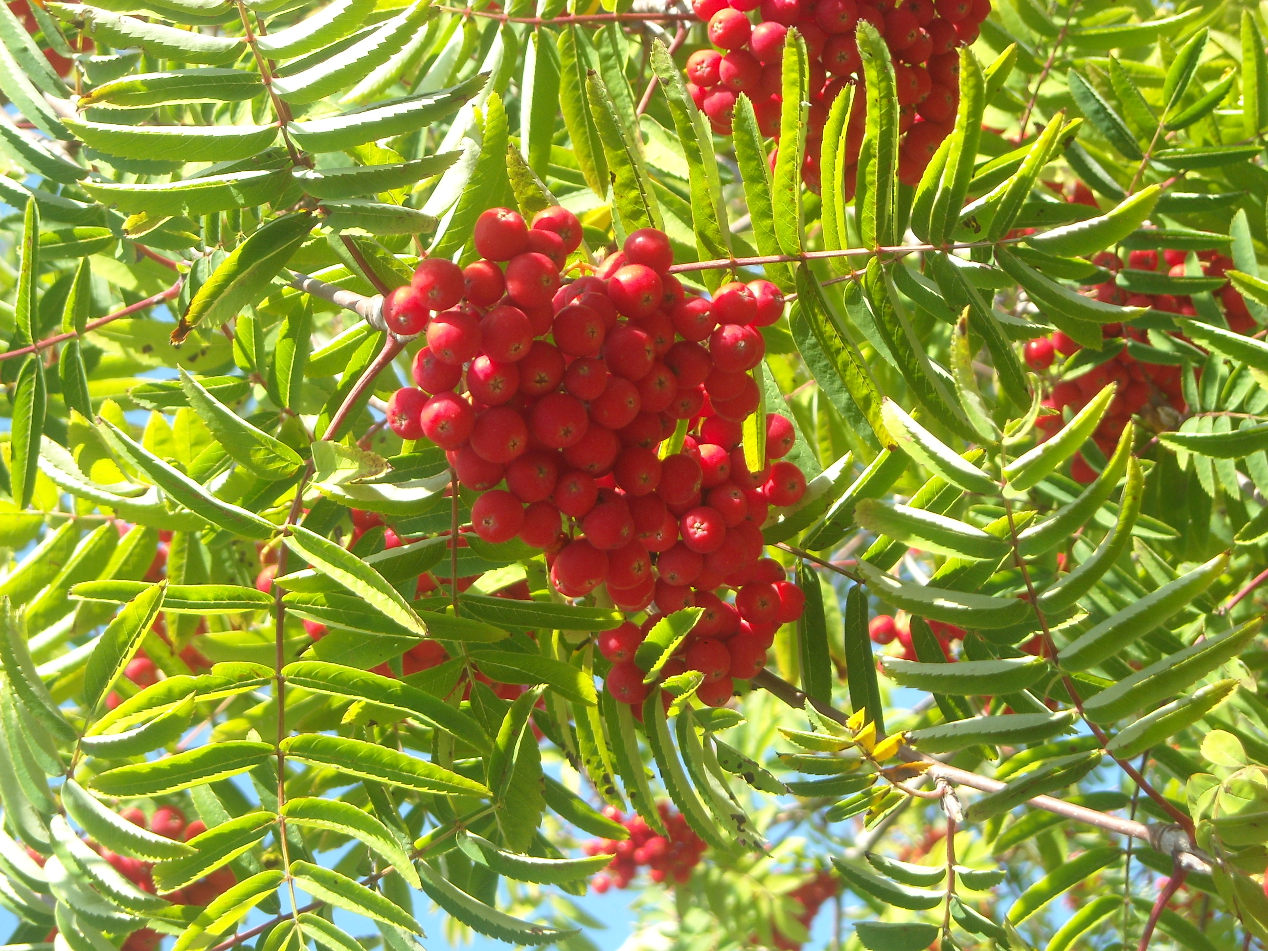 okoplant-vérszilva fa akció, nagy koros faiskola, faiskola árusítás, díszfaiskola, koros fa park fa termesztés, sorfa kereskedelem 