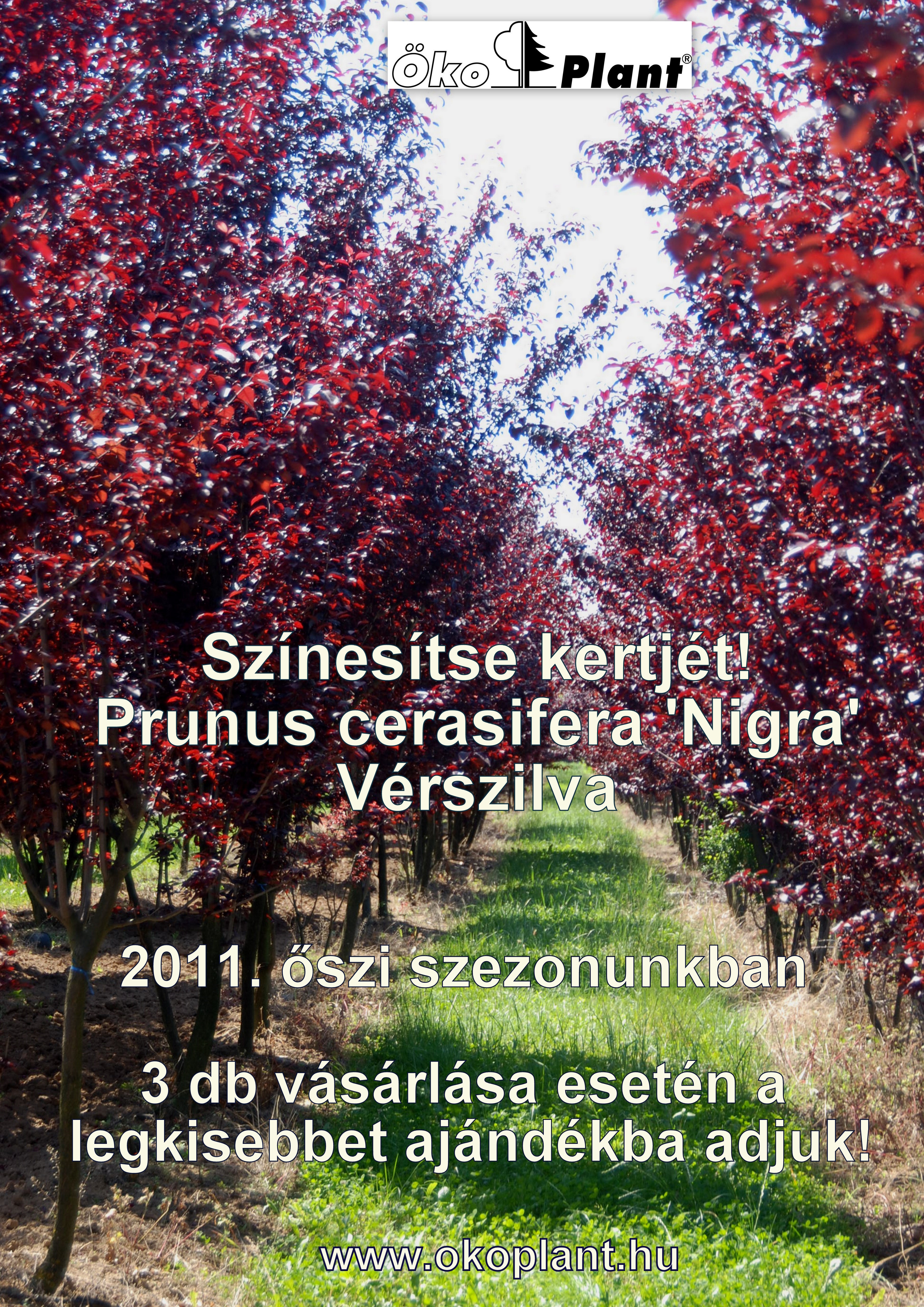 vérszilva fa akció, nagy koros faiskola, faiskola árusítás, díszfaiskola, koros fa park fa termesztés, sorfa kereskedelem 