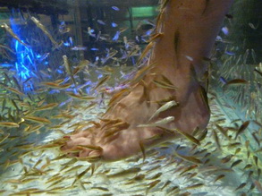 halpedikur2 tartós szőrtelenítés, kavitációs zsírbontás, rádiófrekvenciás testformálás arcfiatalítás, tokafeszesítés, halpedikűr Budapest központjában Zuglóban