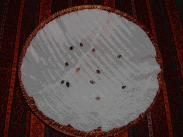 Jövőmondás és kártyajóslás, Kódolt és avatott gyertyák, Tanítás és tanácsadás, Talpmasszázs és Stresszoldás, Boszorkány rituálék, Voudon mágiák, Szalag és papírjóslás, Életút és párkapcsolat elemzés Jövőmondás és kártyajóslás, Kódolt és avatott gyertyák, Tanítás és tanácsadás, Talpmasszázs és Stresszoldás, Boszorkány rituálék, Voudon mágiák, Szalag és papírjóslás, Életút és párkapcsolat elemzés