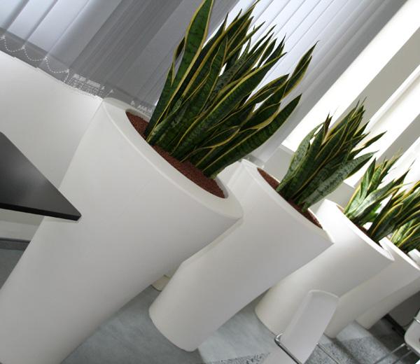 növénydekoráció, irodadekoráció, étterem dekoráció, növény, növénydekoráció, irodadekoráció, étterem dekoráció, cserepes növény, kaspó, kaspók, szoliter növény