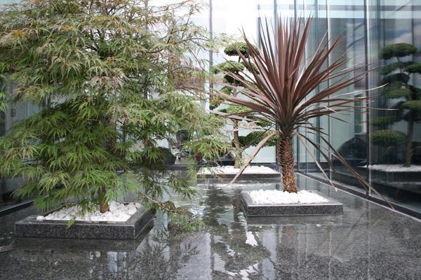 növény, növénydekoráció növény, növénydekoráció, irodadekoráció, étterem dekoráció, cserepes növény, kaspó, kaspók, szoliter növény