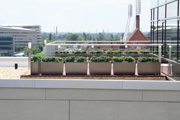 növénydekoráció, irodadekoráció, étterem dekoráció, növény, növénydekoráció, irodadekoráció, étterem dekoráció, cserepes növény, kaspó, kaspók, szoliter növény