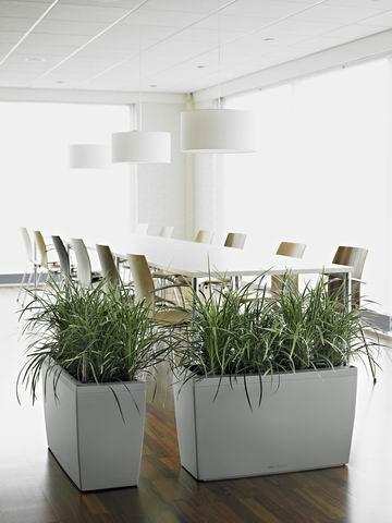 növénydekoráció, irodadekoráció, étterem dekoráció növény, növénydekoráció, irodadekoráció, étterem dekoráció, cserepes növény, kaspó, kaspók, szoliter növény