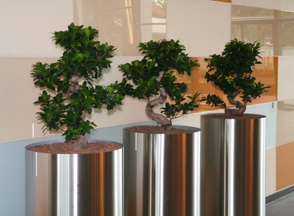 növénydekoráció, irodadekoráció, étterem dekoráció, növény, növénydekoráció, irodadekoráció, étterem dekoráció, cserepes növény, kaspó, kaspók, szoliter növény