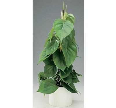 philodendron-scandens_20120329134219_1.jpg philodendron-scandens_20120329134219_1.jpg