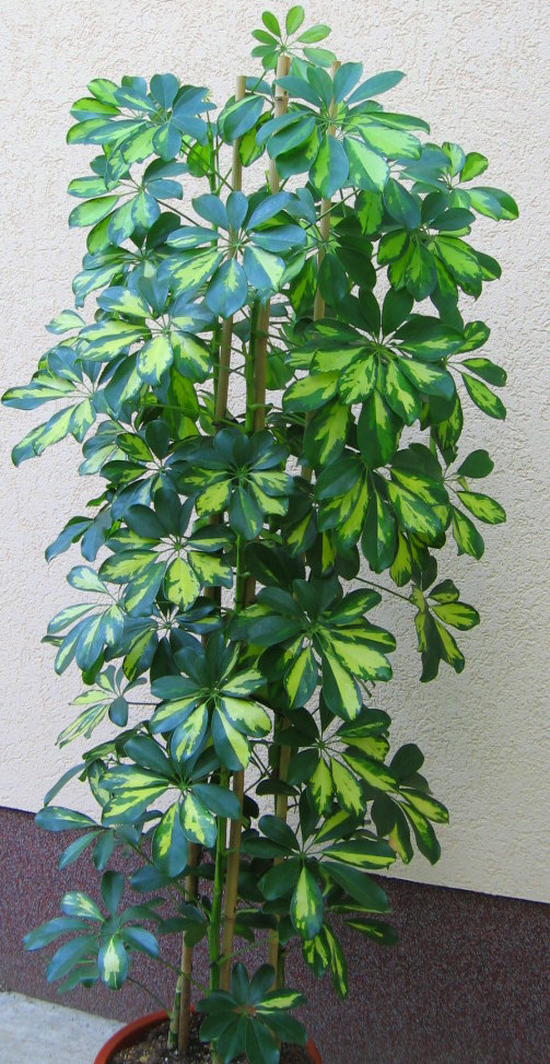 schaefflera-oszlop_20120329134056_41.jpg schaefflera-oszlop_20120329134056_41.jpg