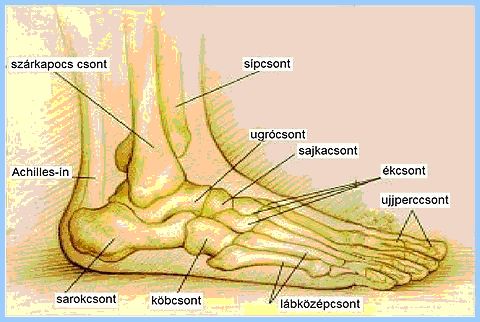 labcsontok_422_20110609120719_394.jpg
