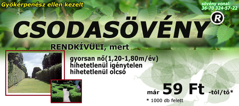 Sövénykerítés, sövénynövény, tuják, sövény ültetés, sövény ápolás, sövény telepítés, sövények