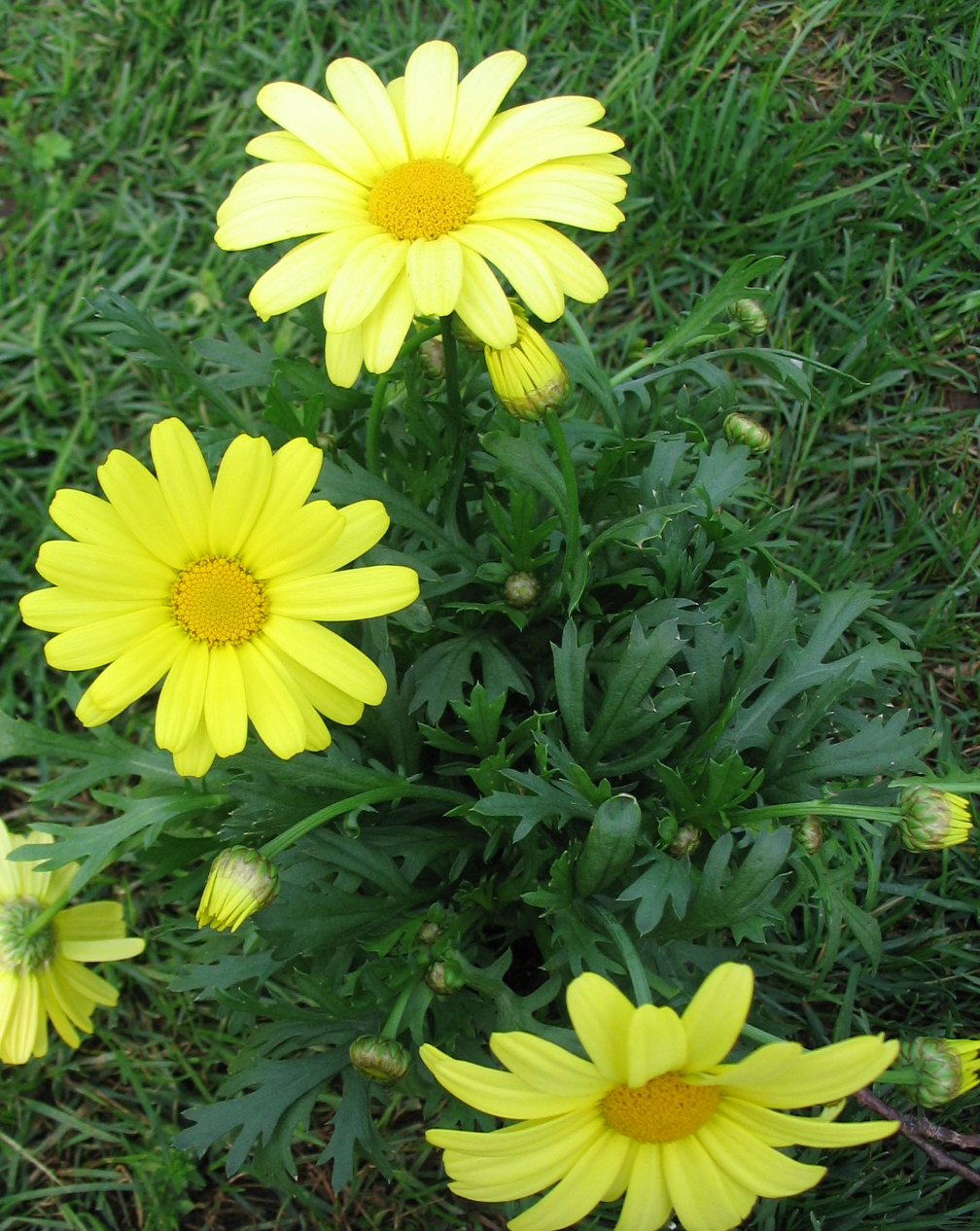 Bozontos Buxus Kft. - parkfenntartás kertápolás kertgondozás dísznövény dekoráció dézsás növény cserjes-margitvirag_20120518150203_79.jpg