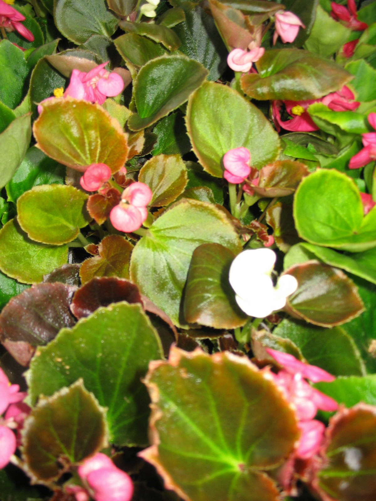 Bozontos Buxus Kft. - parkfenntartás kertápolás kertgondozás dísznövény dekoráció dézsás növény egynyari-begonia_20120518150203_56.jpg