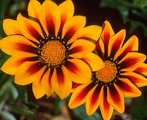 gazania-140_20120531115247_50.jpg gazania-140_20120531115247_50.jpg