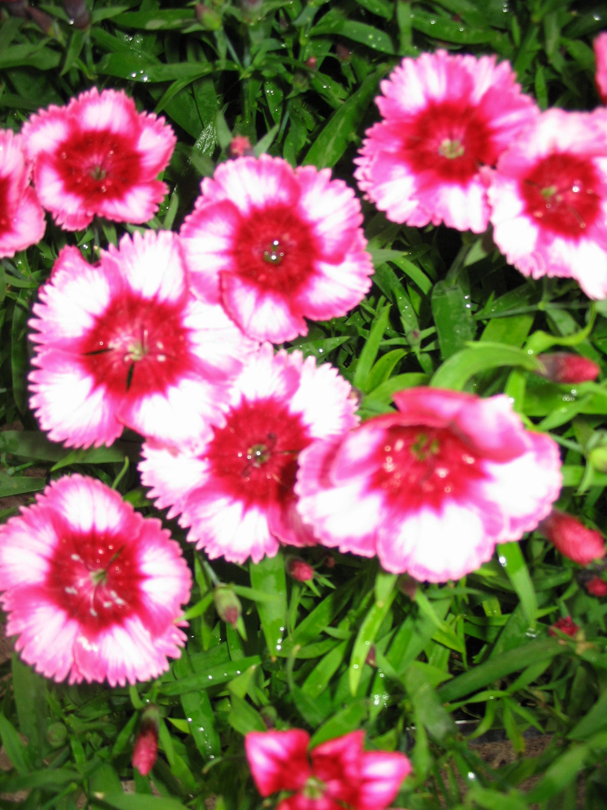 Bozontos Buxus Kft. - parkfenntartás kertápolás kertgondozás dísznövény dekoráció dézsás növény kinai-szegfq_20120518150203_41.jpg