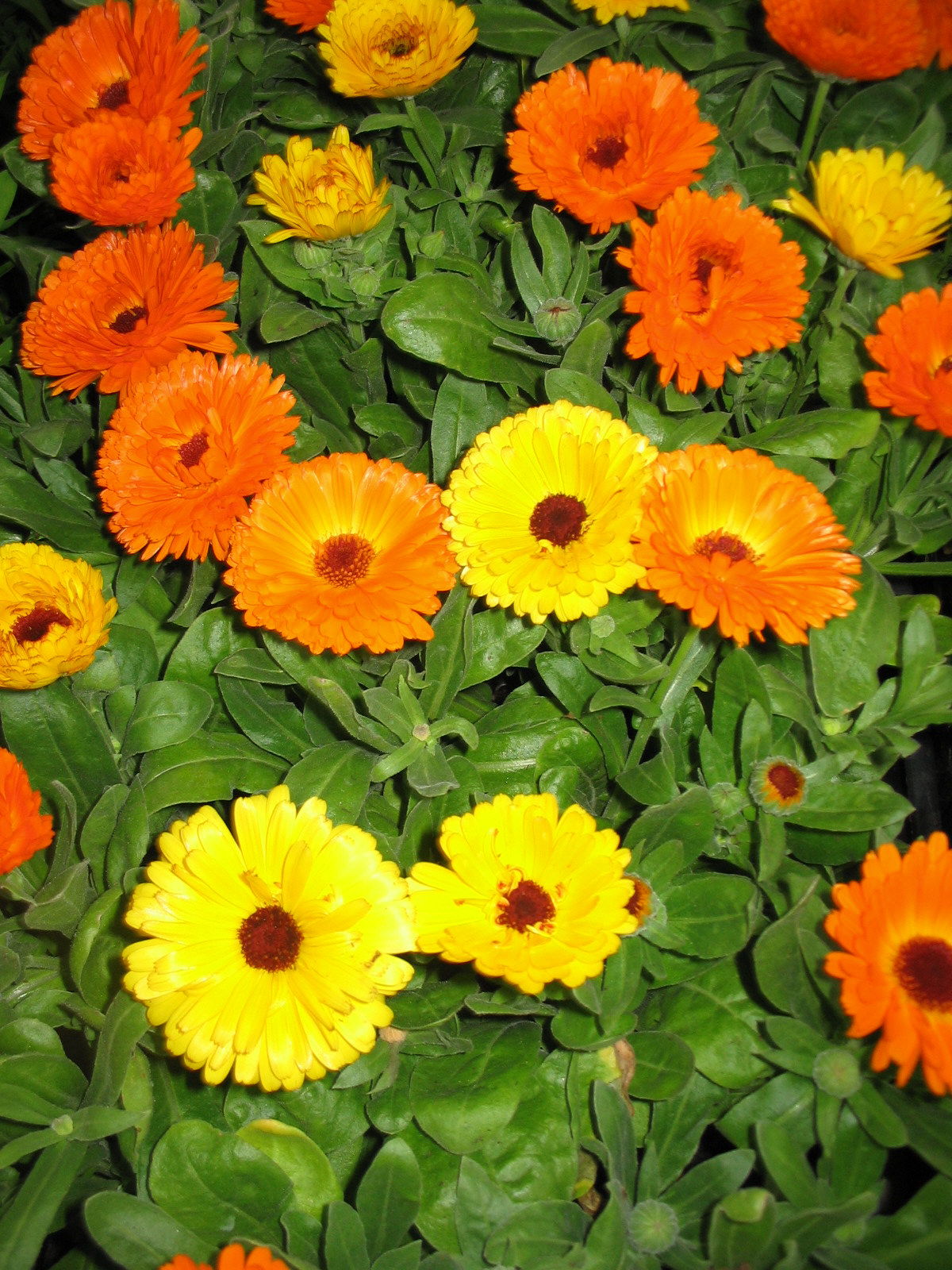 Bozontos Buxus Kft. - parkfenntartás kertápolás kertgondozás dísznövény dekoráció dézsás növény koromvirag_20120518150500_5.jpg