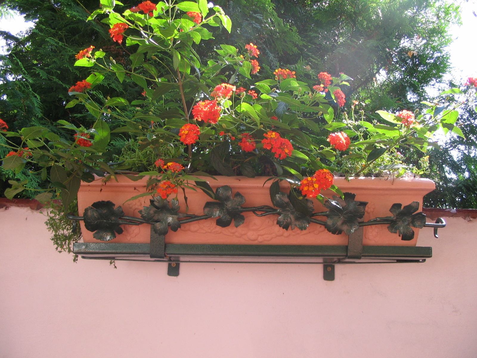 Bozontos Buxus Kft. - parkfenntartás kertápolás kertgondozás dísznövény dekoráció dézsás növény kovacsolt-vas_20120518145522_10.jpg