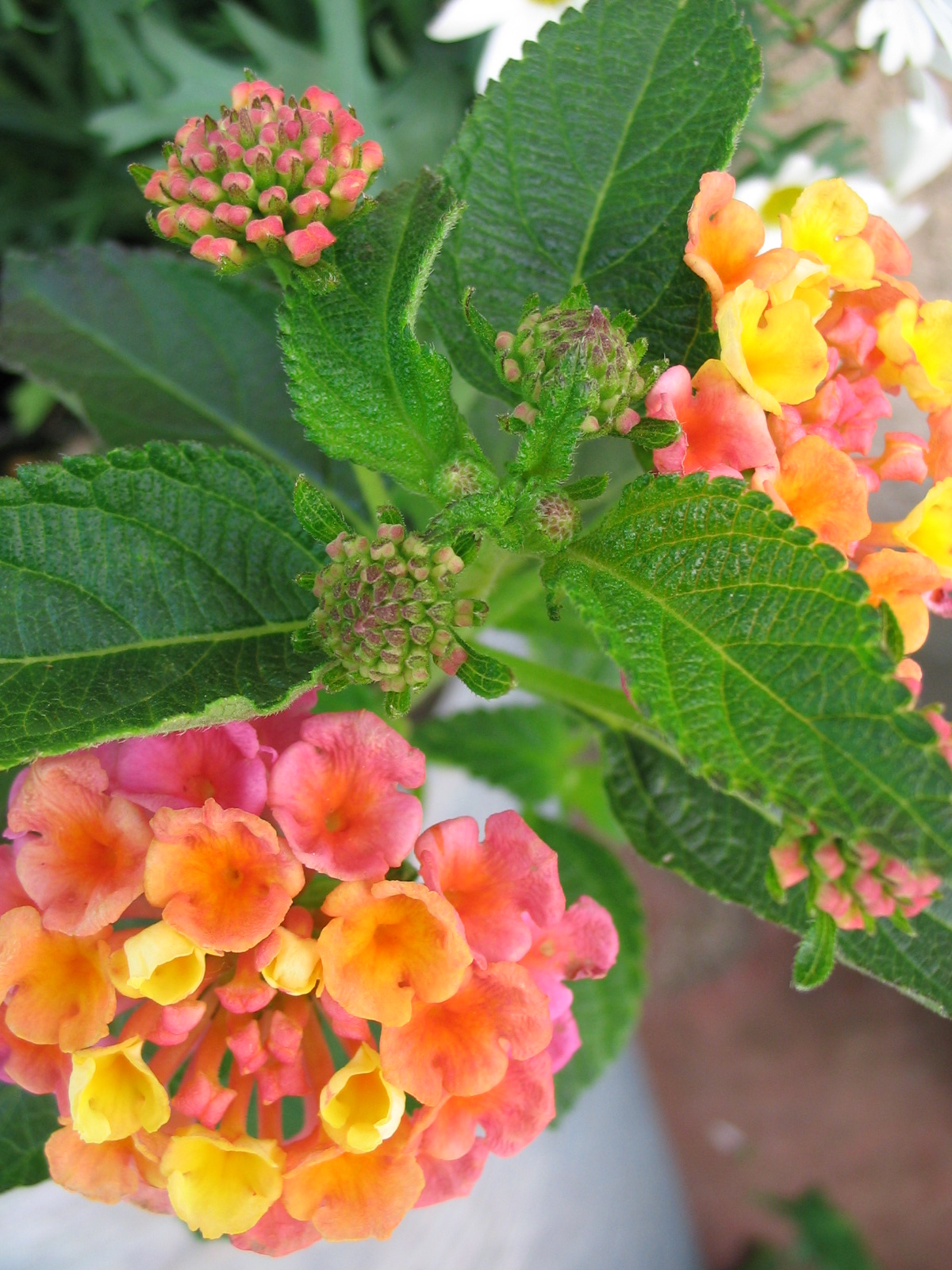 lantana_20120518145049_78.jpg lantana_20120518145049_78.jpg