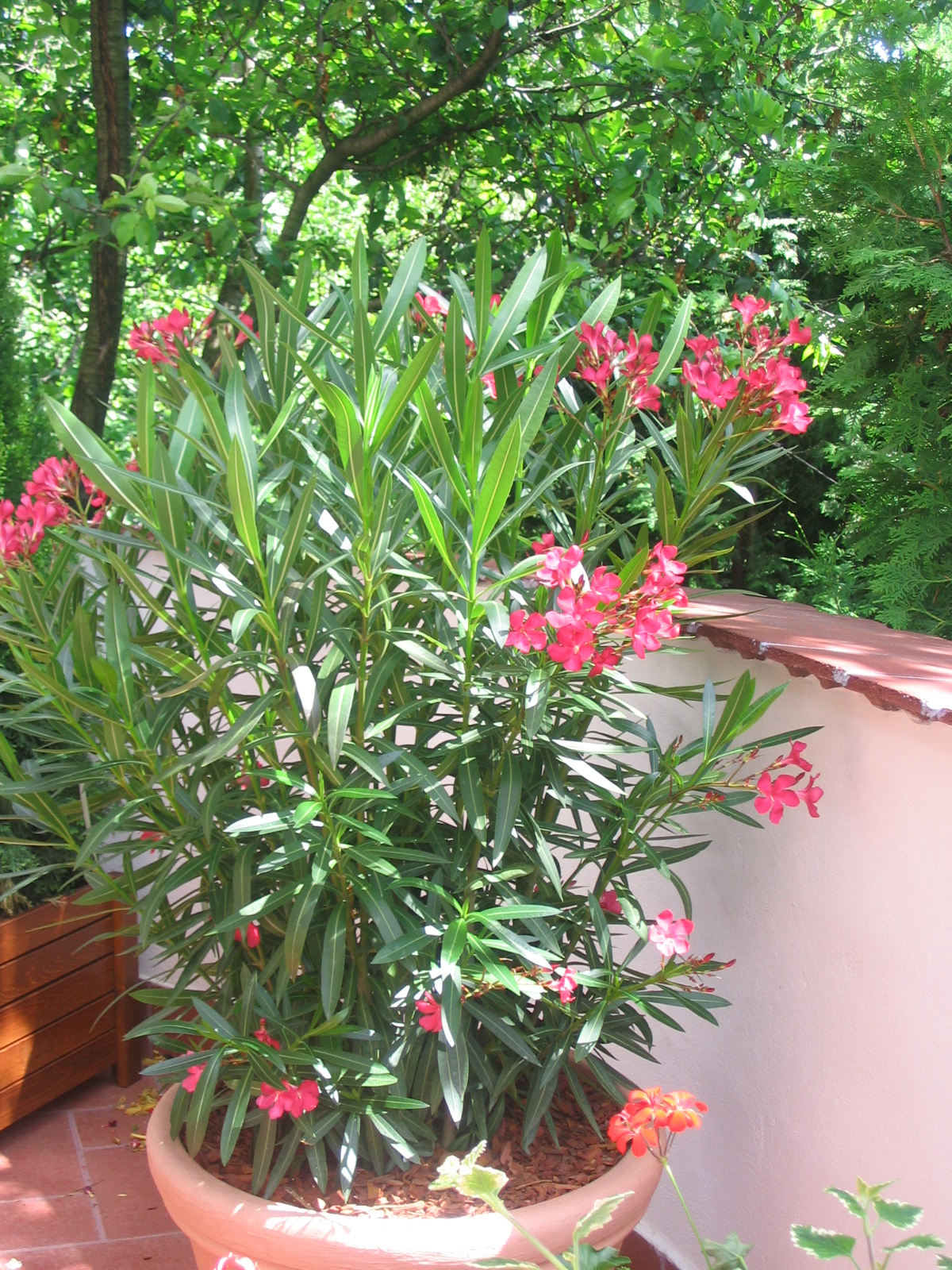 Bozontos Buxus Kft. - parkfenntartás kertápolás kertgondozás dísznövény dekoráció dézsás növény