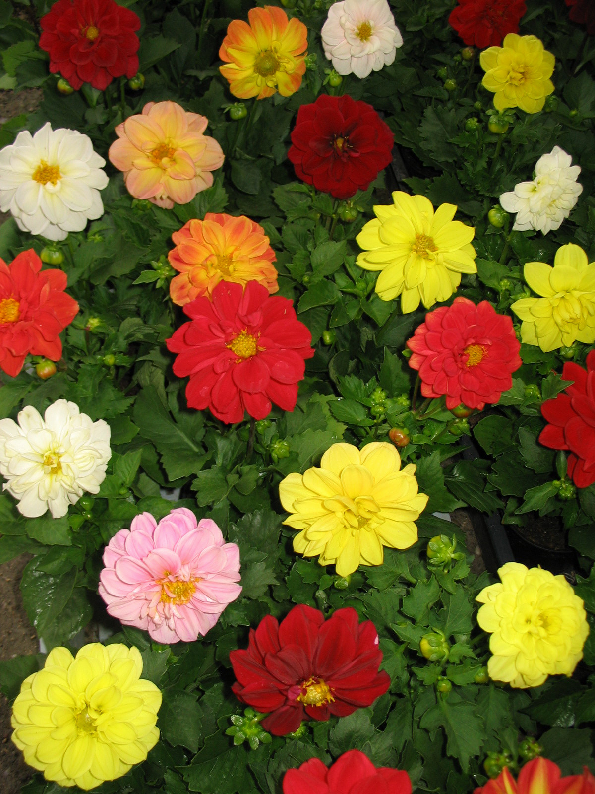 Bozontos Buxus Kft. - parkfenntartás kertápolás kertgondozás dísznövény dekoráció dézsás növény torpe-dalia_20120518150203_7.jpg