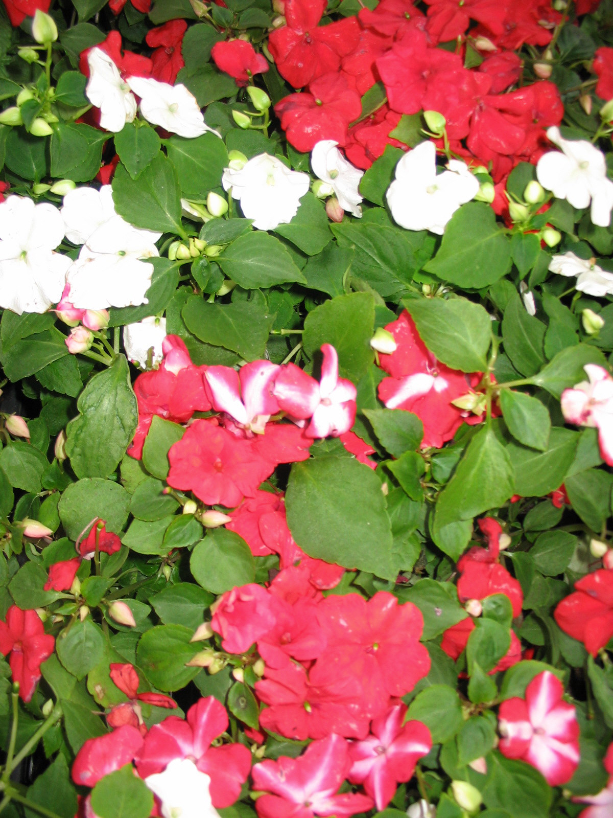 Bozontos Buxus Kft. - parkfenntartás kertápolás kertgondozás dísznövény dekoráció dézsás növény torpe-nebancsvirag_20120518150203_18.jpg