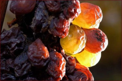 Tokaji aszú webáruház, Tokaji bor webáruház, Tokaji eszencia, tokaji aszúeszencia, tokaji aszú 5 puttonyos, tokaji aszú 6 puttonyos