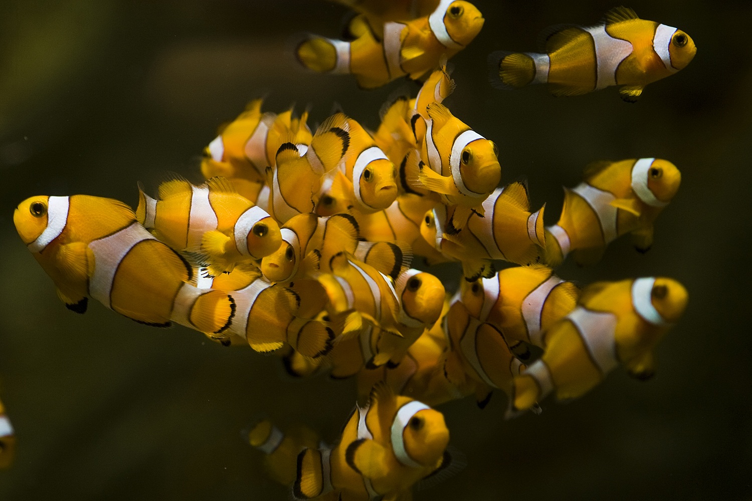 tengeri_akvarium_325_20101217120348_650.jpg tengeri_akvarium_325_20101217120348_650.jpg